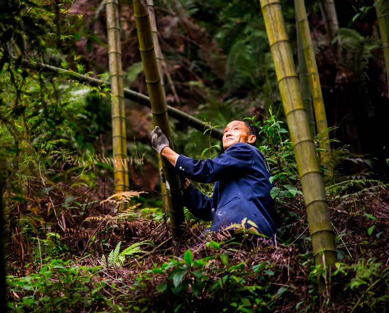 Walking Bamboo Sokker